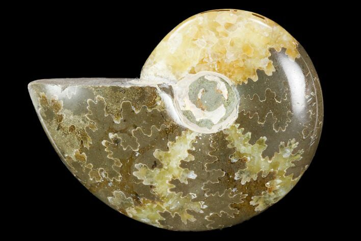 Polished, Agatized Ammonite (Cleoniceras) - Madagascar #119106